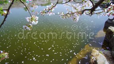 武汉东湖樱花园的时间推移